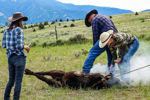 Convoyage de bétail au Montana