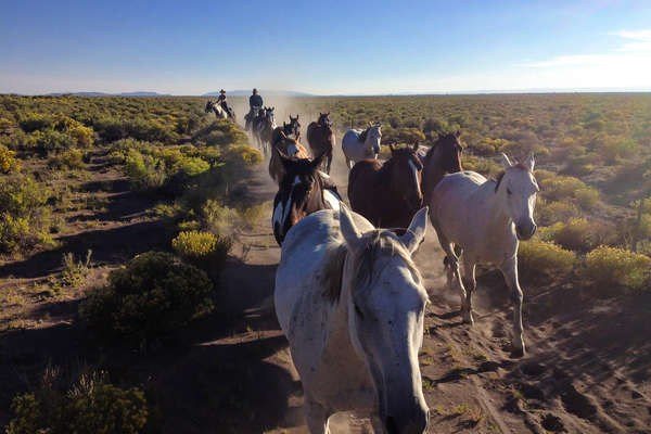 Convoyage de chevaux dans le Colorado