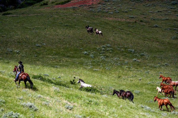 Convoyage de chevaux dans le Montana