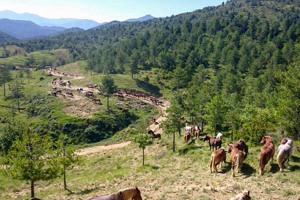 Convoyage de chevaux en Aragon