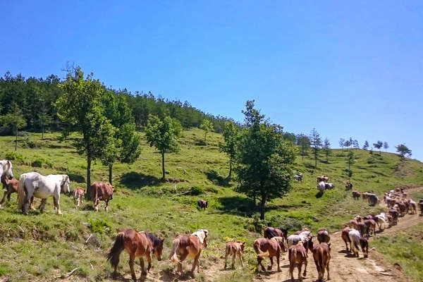 Convoyage de chevaux en Espagne