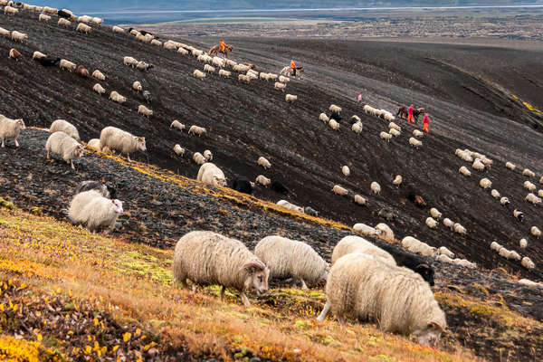 Convoyage de moutons au Landmannalaugar