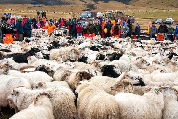 Convoyage de moutons en Islande