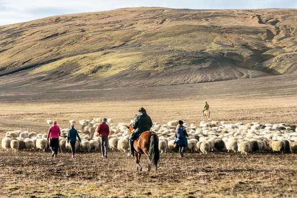 Convoyage de moutons islandais