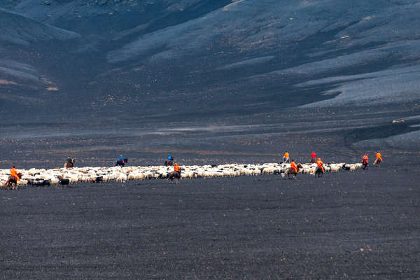 Convoyage de troupeaux en Islande
