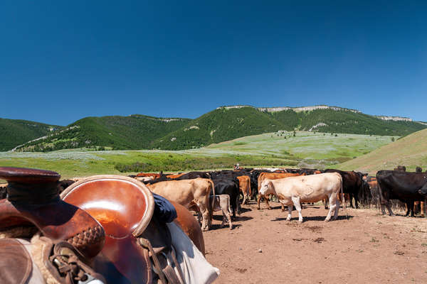 Convoyage de vaches au Montana