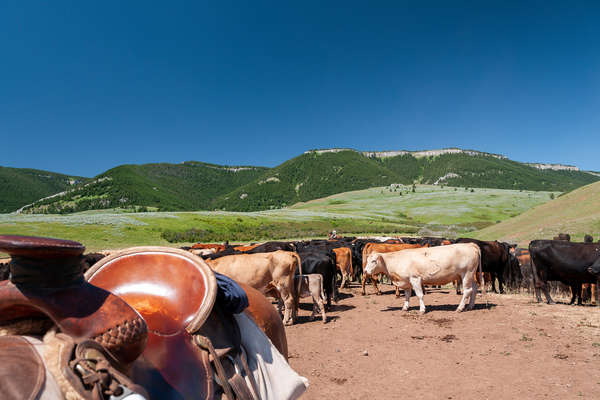 Convoyage de vaches au Montana