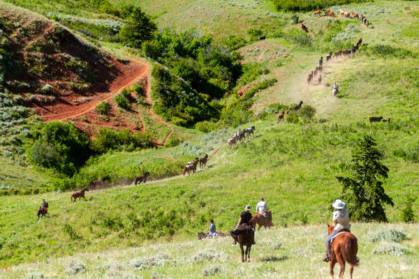 Convoyer des chevaux dans le Montana