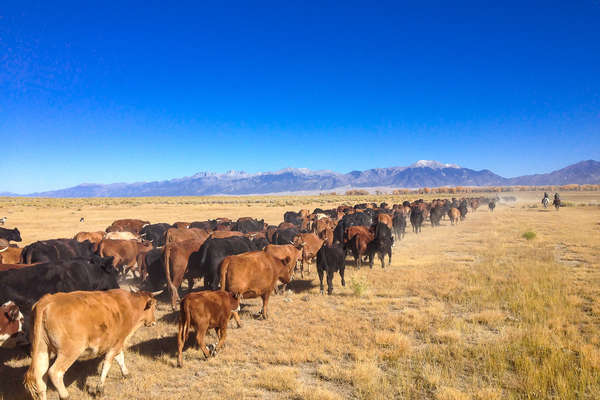 Convoyer du bétail à cheval dans le Colorado