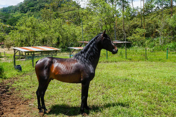 Costa Rica et rando  à cheval