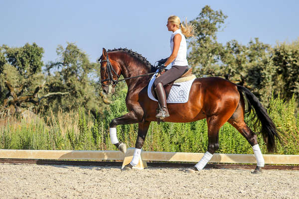 Cours de dressage au Portugal