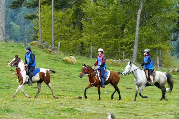 Endurance équestre cantal