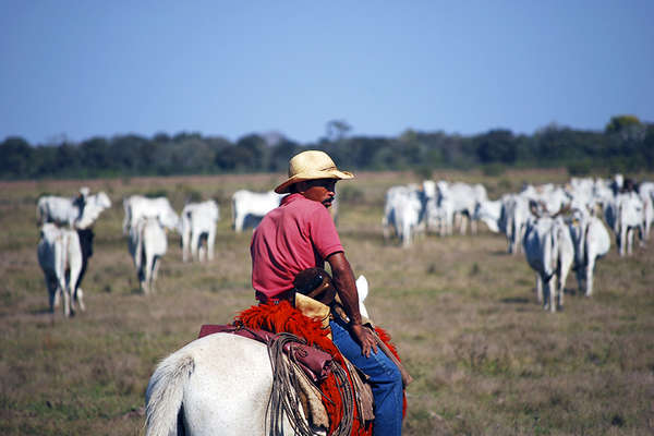 Le Brésil à cheval