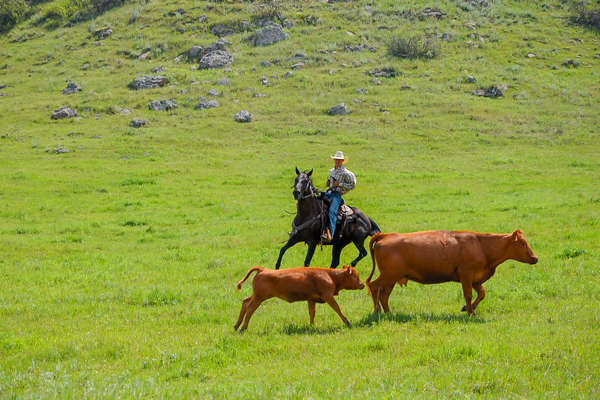 Cowboy au Wyoming