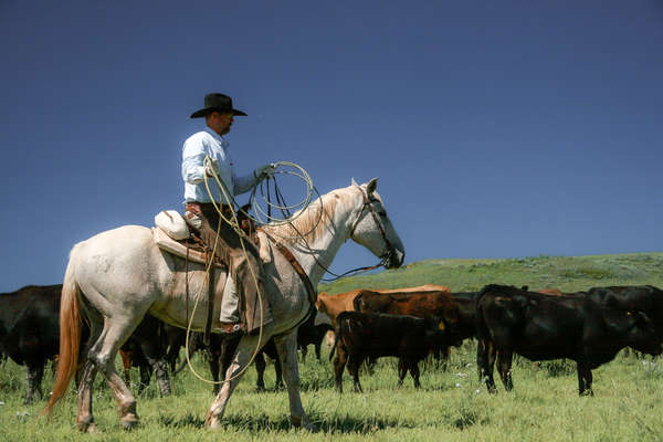 Cowboy dans le Montana