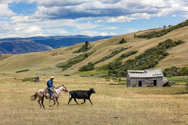 Cowboy dans le Montana