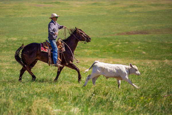 Cowboy et veau