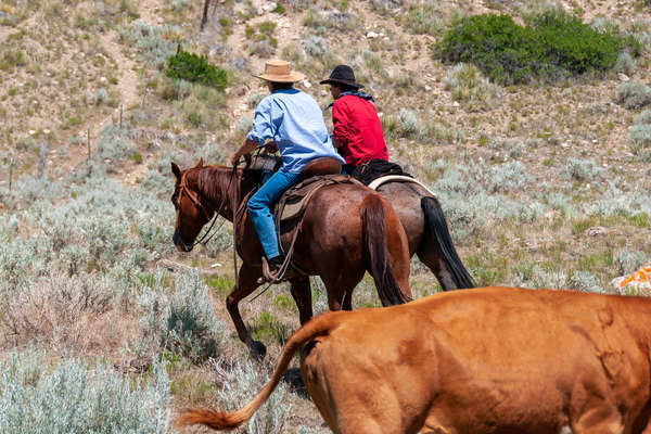 Cowboys en plein travail au Montana