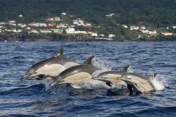 Dauphins au Açores