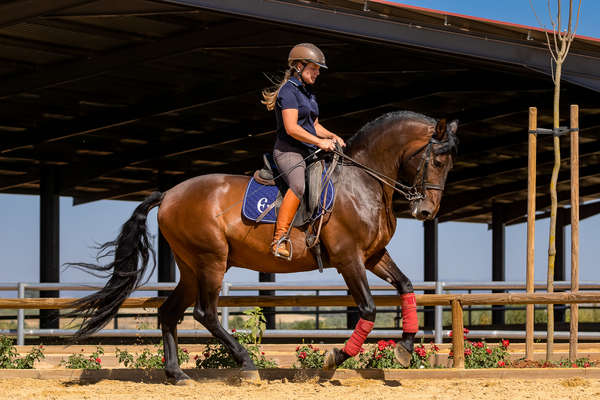 Départ au galop en dressage