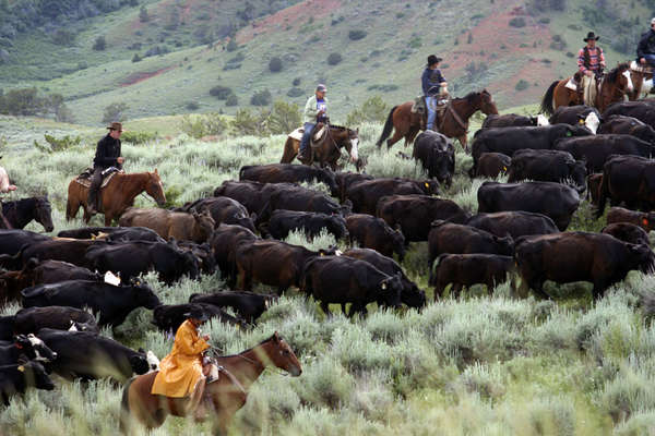 Travail à cheval aux USA