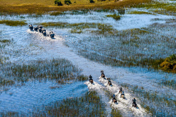 Des cavaliers suivent des éléphants dans les plaines inondées de l'Okavango