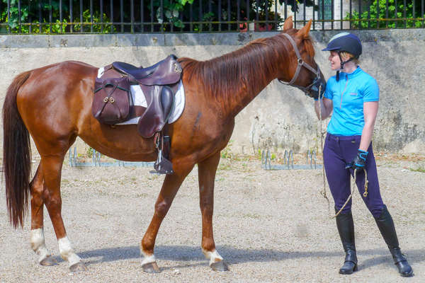 discussion equestre entre un cheval et sa cavalière