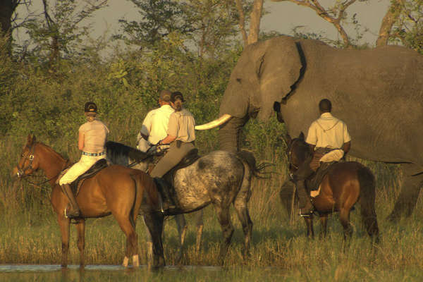 Eléphant, chevaux et Okavango