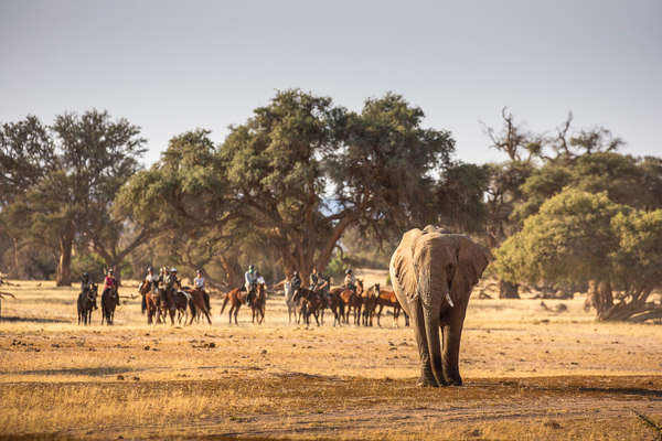 Éléphant en Namibie