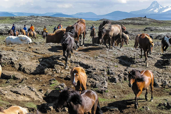 Encadrement des chevaux en Islande