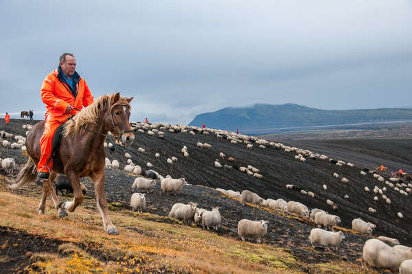 Encadrement des moutons en Islande
