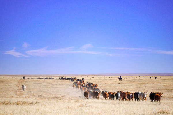 Encadrement du bétail au Colorado