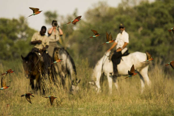 Oiseaux africains et Chevaux Botswana