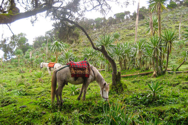 Ethiopie à cheval