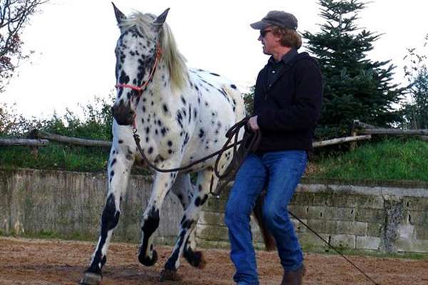 A cheval en Corrèze