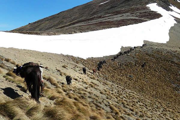 Chevaux dans les montagnes de Nouvelle-Zélande