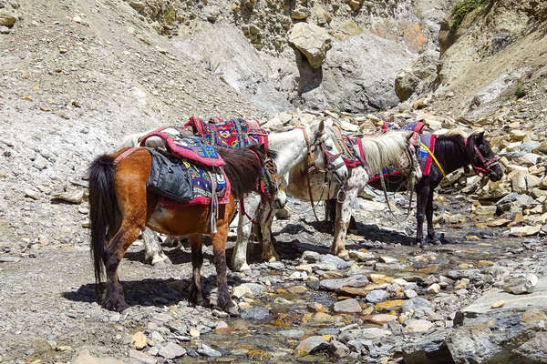 Expédition à cheval au Mustang