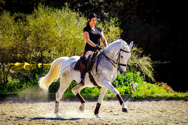 Figure de dressage en Provence