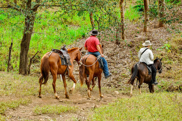 Forêt à cheval au Costa Rica