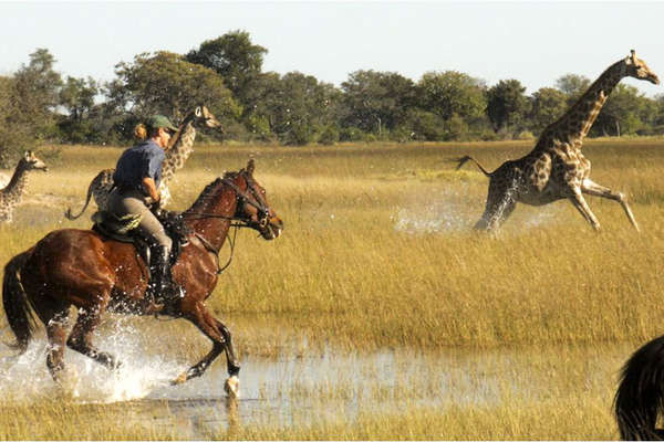 Galop chevaux, Girafes et Okavango