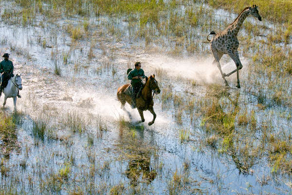 Galop dans le delta de l'Okavango