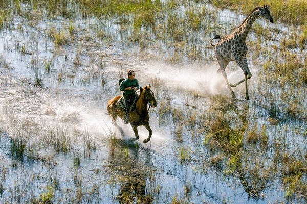 Galop en compagnie d'un girafe dans le delta de l'Okavango