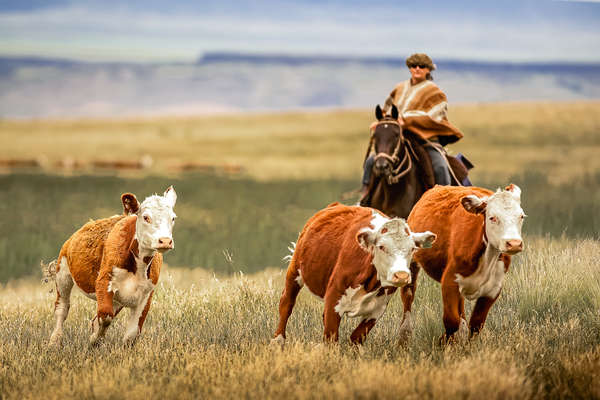 Gaucho et le bétail en Argentine