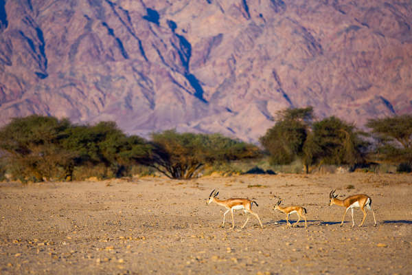 Gazelles dans le désert en Israël