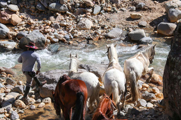 Guide équestre et ses chevaux au Pérou
