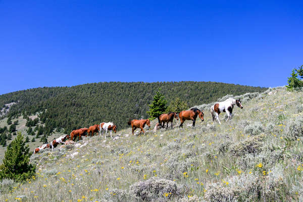 Idaho - Convoyage de chevaux