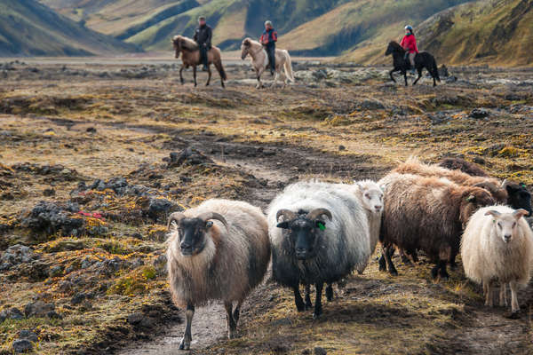 Immersion avec les fermiers d'Islande