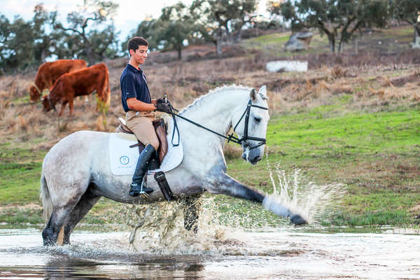 Initiation au dressage au Portugal