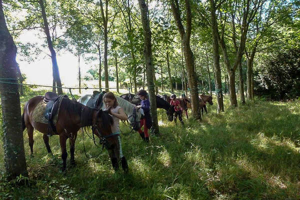 Chevaux en Bretagne