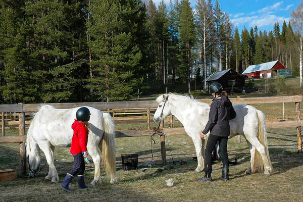 Jeunes cavaliers préparant leurs chevaux